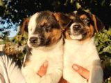 Jack Russel Erkek Yavrular