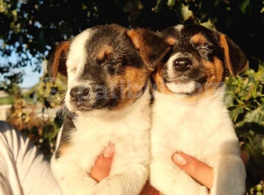 Jack Russel Erkek Yavrular