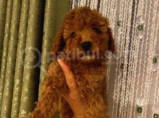 Aşılı Pasaportlu Toypoodle Bebeklerimiz görsel