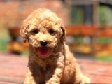 Bebek Surat Toy Poodle Yavrular