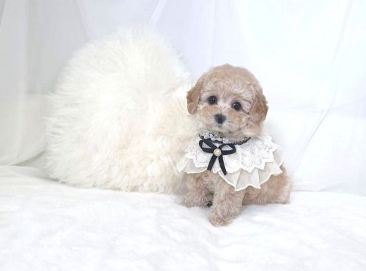 Mi̇ni̇ Toy Poodle Yavrular görsel