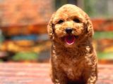 Bebek Surat Toy Poodle Yavrular