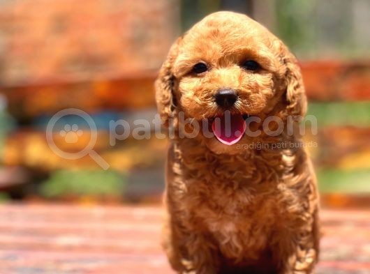 Bebek Surat Toy Poodle Yavrular görsel