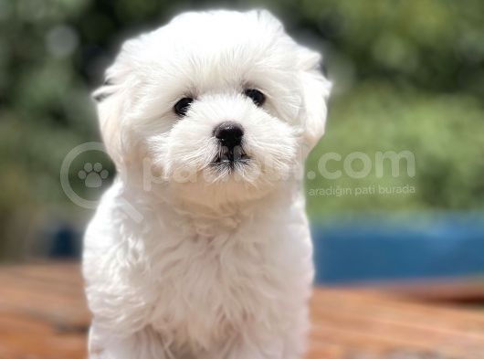 Show Kalite Maltese Terier Bebekler