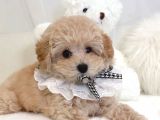 Mi̇ni̇ Toy Poodle Yavrular