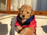 Ev Ortamında Büyüyen Toypoodle Bebeklerimiz