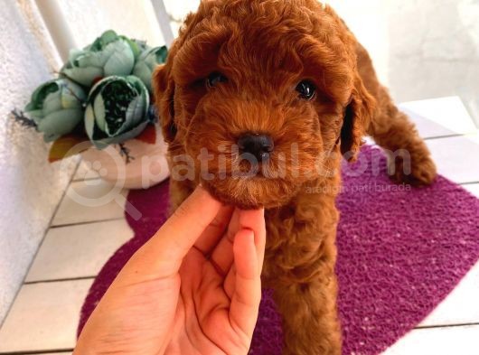 Muhteşem Toypoodle Bebişlerimiz görsel
