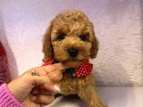 Safkan Toy Poodle Yavrularımız