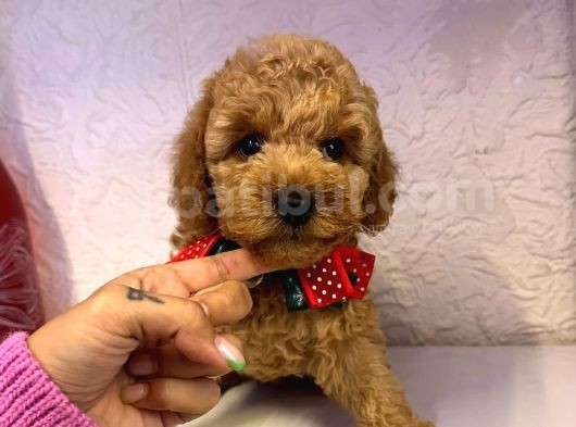 Safkan Toy Poodle Yavrularımız görsel