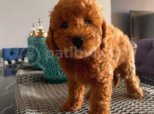 Ev Ortamında Doğup Büyüyen Poodle Yavrularımız görsel