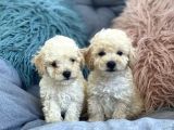 Krem Beyaz Maltipoo Mini Yavrular