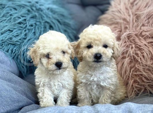 Krem Beyaz Maltipoo Mini Yavrular görsel