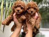 A Kali̇te Red Brown Poodle Bebekler Orji̇nal