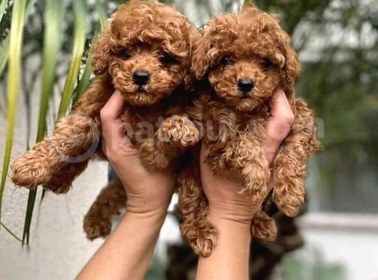 A Kali̇te Red Brown Poodle Bebekler Orji̇nal