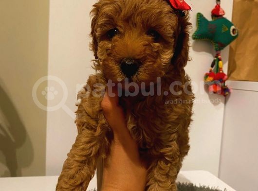 Ev Ortamında Doğup Büyüyen Poodle Yavrularımız görsel
