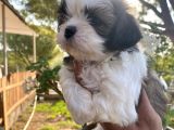 Irk Garantili Shih Tzu Yavrularım