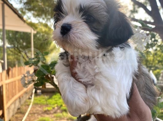 Irk Garantili Shih Tzu Yavrularım görsel