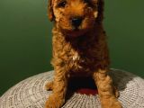 Teacup,Toy,Minyatür Seçenekli Poodle Bebeklerimiz