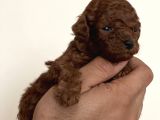 Anne Altindan Safkan Red Poodle Yavrular