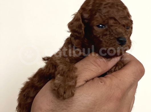 Anne Altindan Safkan Red Poodle Yavrular