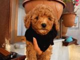 Aşılı Pasaportlu Toypoodle Bebeklerimiz