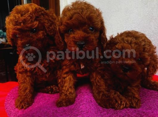 Muhteşem Toypoodle Bebişlerimiz görsel
