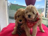 Muhteşem Toypoodle Bebişlerimiz