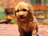 Bebek Surat Toy Poodle Yavrular
