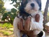 Irk Garantili Shih Tzu Yavrularım