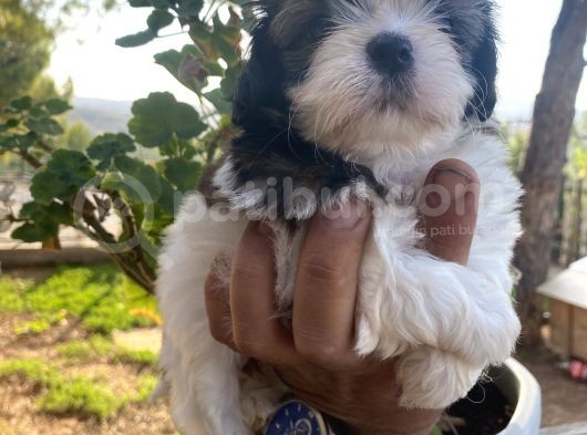 Irk Garantili Shih Tzu Yavrularım görsel