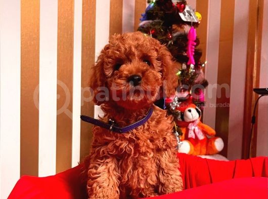 Orji̇nal Toy Poddle Yavrular görsel