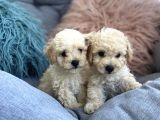 Krem Beyaz Maltipoo Mini Yavrular