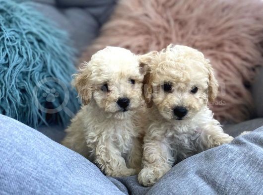 Krem Beyaz Maltipoo Mini Yavrular