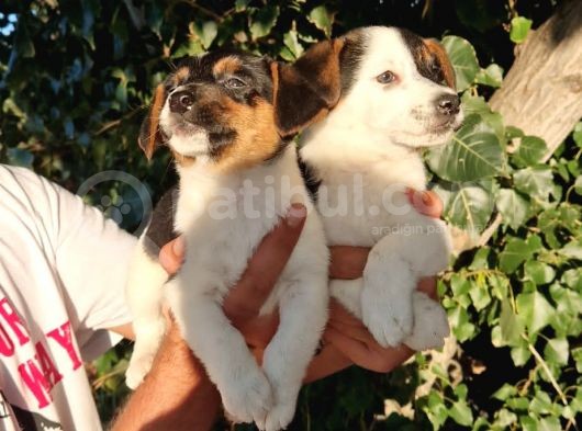 Jack Russel Erkek Yavrular görsel