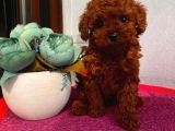 Muhteşem Toypoodle Bebişlerimiz