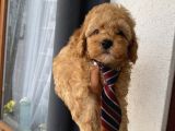 Peluş Oyuncak Gibi ToyPoodle Bebekler