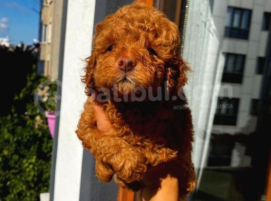 Muhteşem Toypoodle Bebişlerimiz görsel