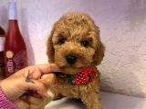 Safkan Toy Poodle Yavrularımız