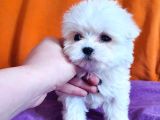 0 Numara Maltese Terrier Çocuklarımız