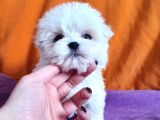 0 Numara Maltese Terrier Çocuklarımız