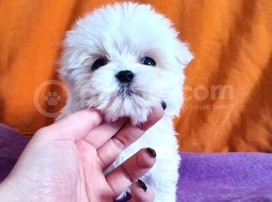 0 Numara Maltese Terrier Çocuklarımız görsel