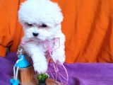 0 Numara Maltese Terrier Çocuklarımız