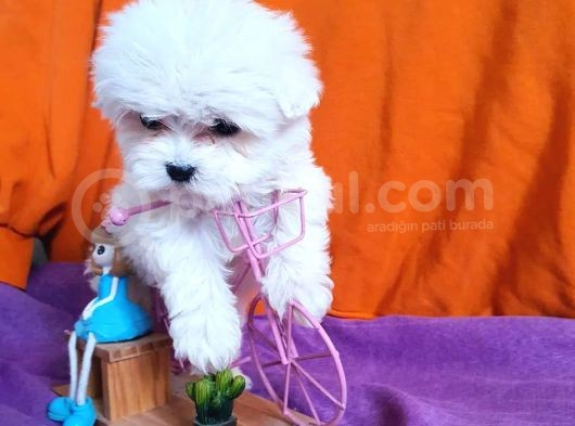 0 Numara Maltese Terrier Çocuklarımız görsel