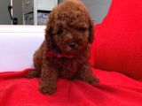 Toy Poodle Çocuklarımız