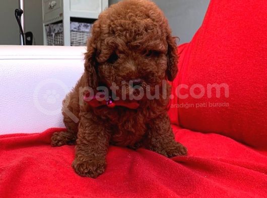 Toy Poodle Çocuklarımız