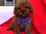 Toy Poodle Çocuklarımız