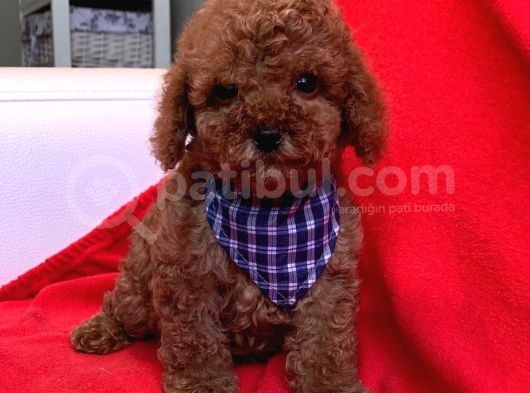 Toy Poodle Çocuklarımız görsel