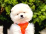 Pomeranian Boo Çocuklarımız
