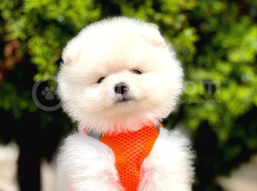 Pomeranian Boo Çocuklarımız görsel