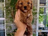 Üç Dişi Bir Erkek Maltipoo Yavrularımız